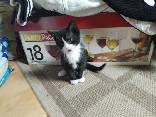 Super schattige kitten