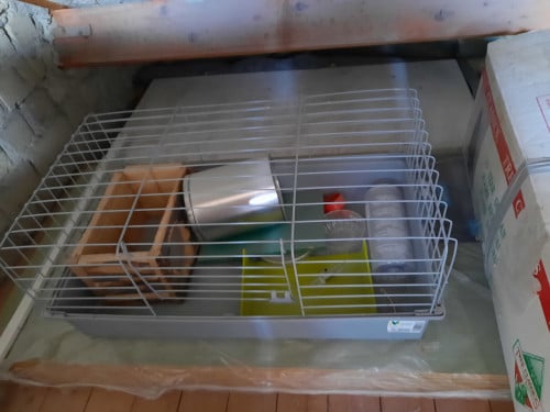 Cavia kooi