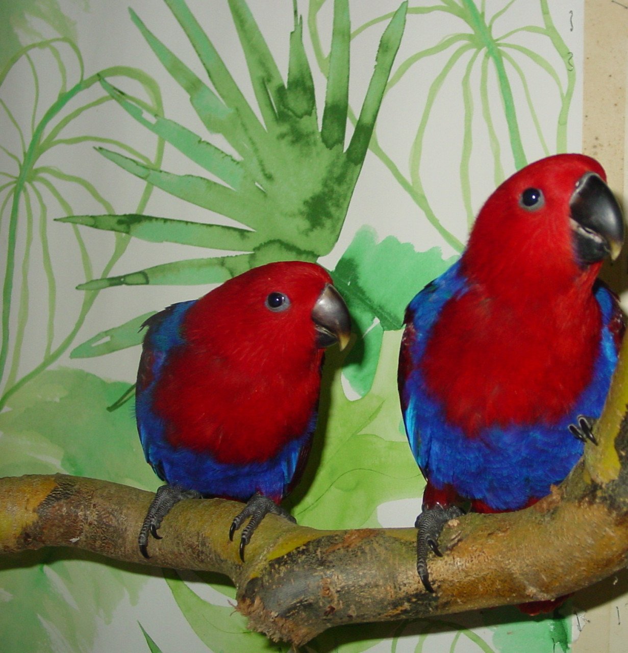 Papegaaien, aangeboden handtam en natuur kweek vogels