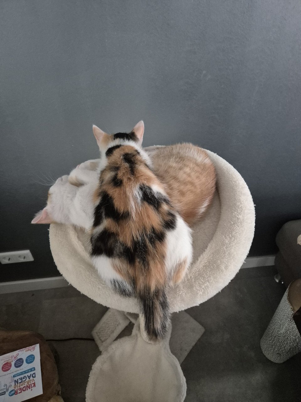 Lieve en zeer goed verzorgde HTK-KITTENS