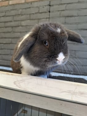Lief klein minilop konijn rammetje