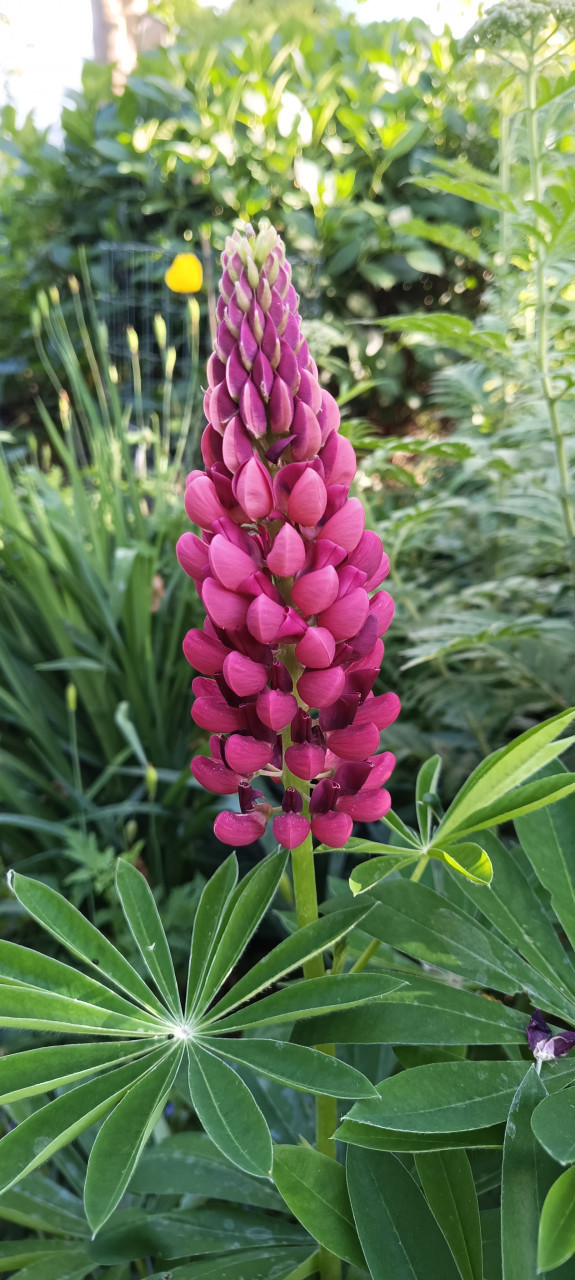 Open Tuindagen:  8 + 9 juni van 10:00 tot 18:00 ** GRATIS inkom. **
