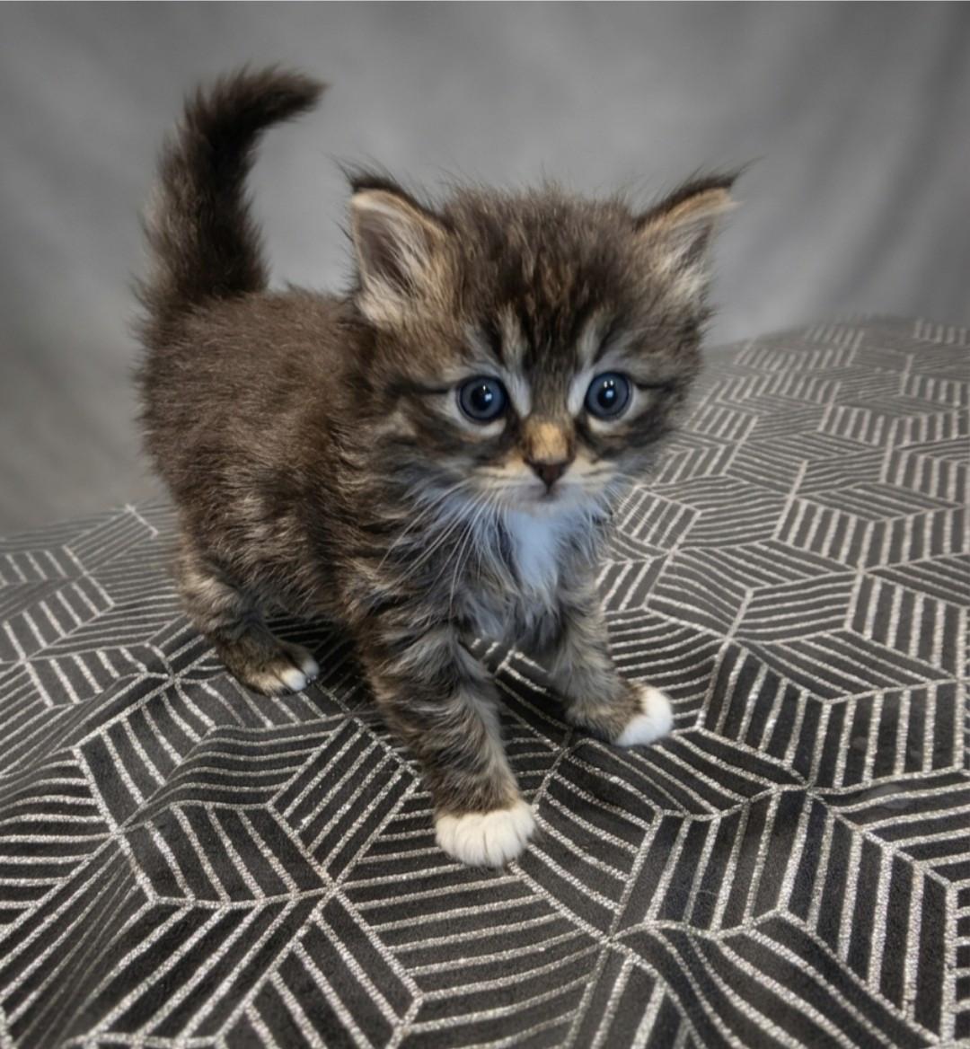 Nog 2 mooie kittens beschikbaar!