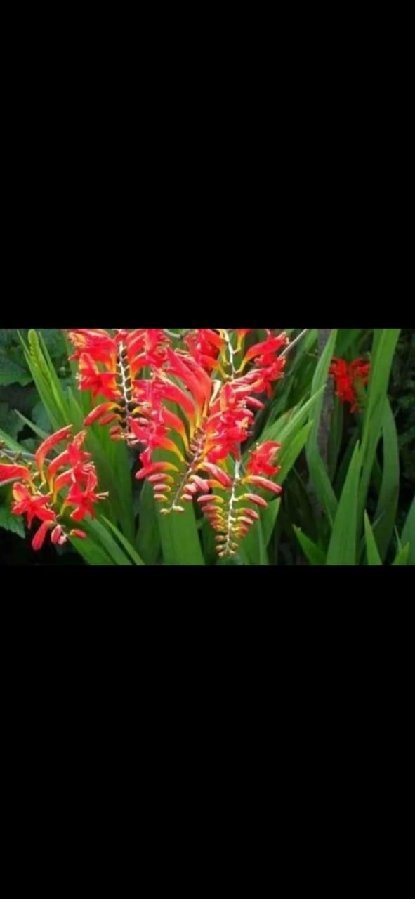 Crocosmia bollen
