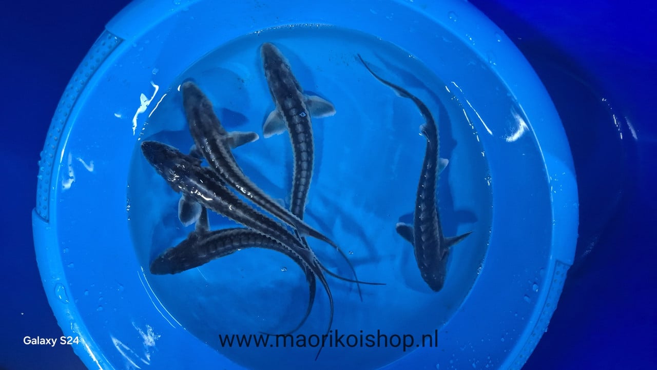 10% korting bij maorikoishop