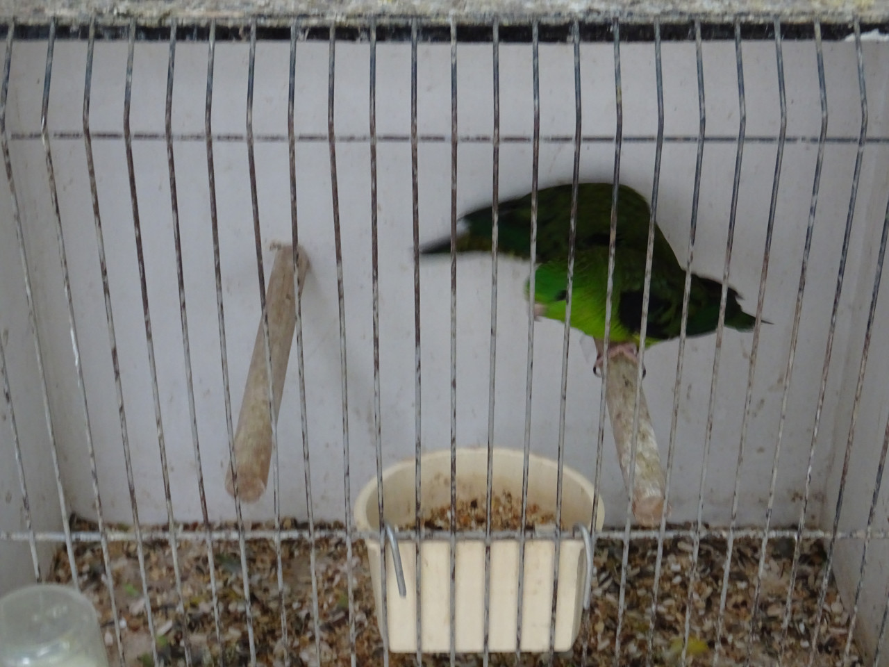Te koop koppel groene Catharina parkieten broedrijp