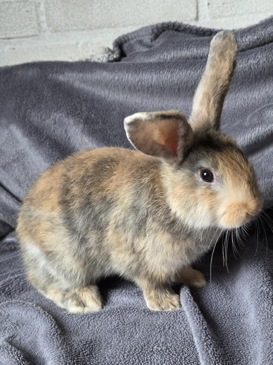 Jong tam konijnenmaatje