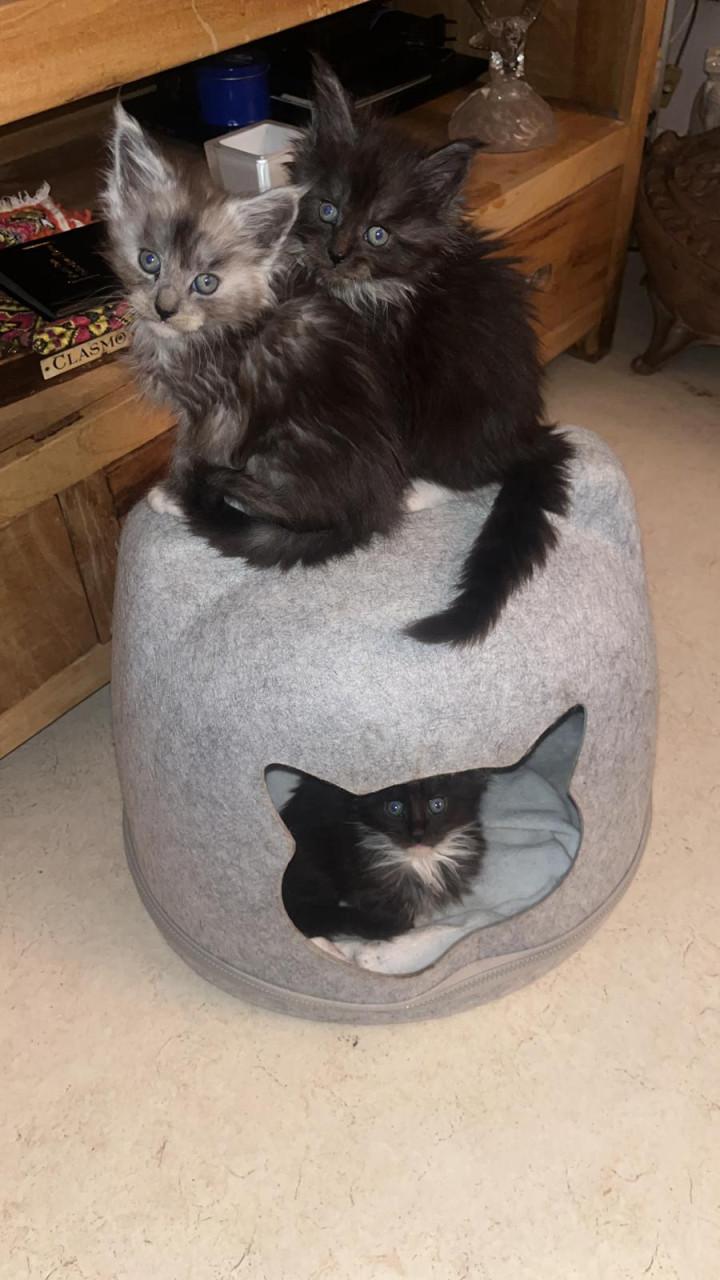 Maincoon, nog 2 kittens, mogen direct met jouw mee naar huis.