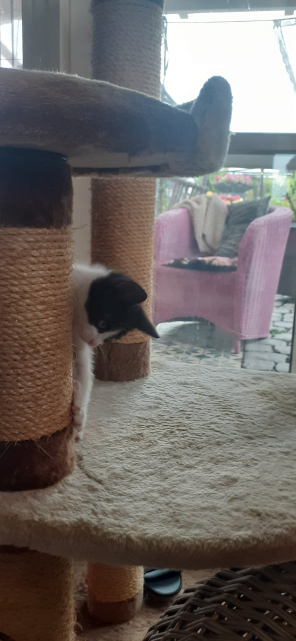 Lieve aanhankelijke kittens ❣