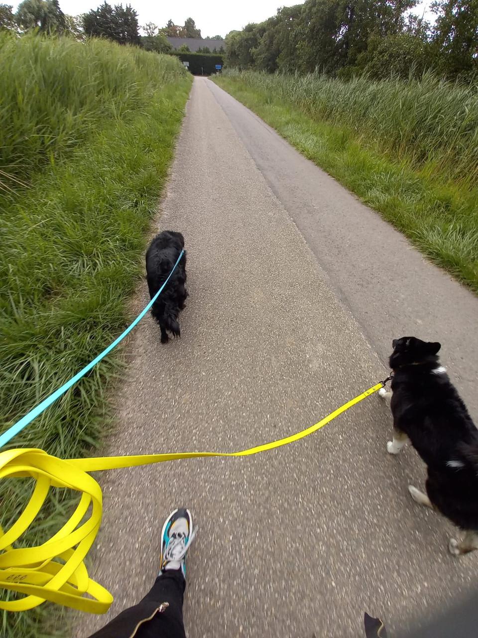 Lieve hond gezocht, liefdevol huisje aangeboden.