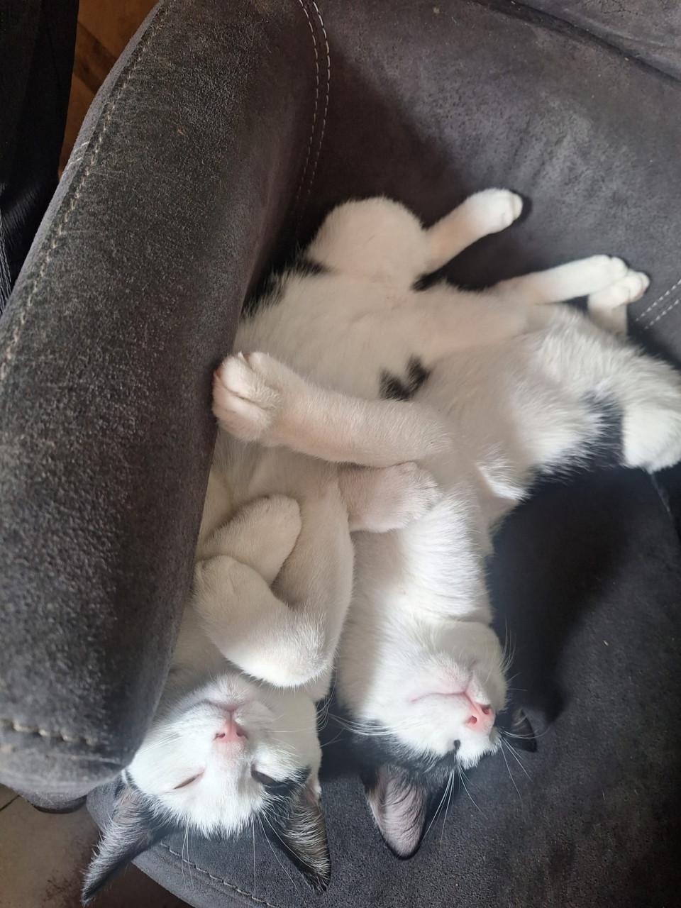 Super lieve kittens
