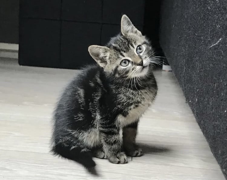 Kittens / Kitten / Katers