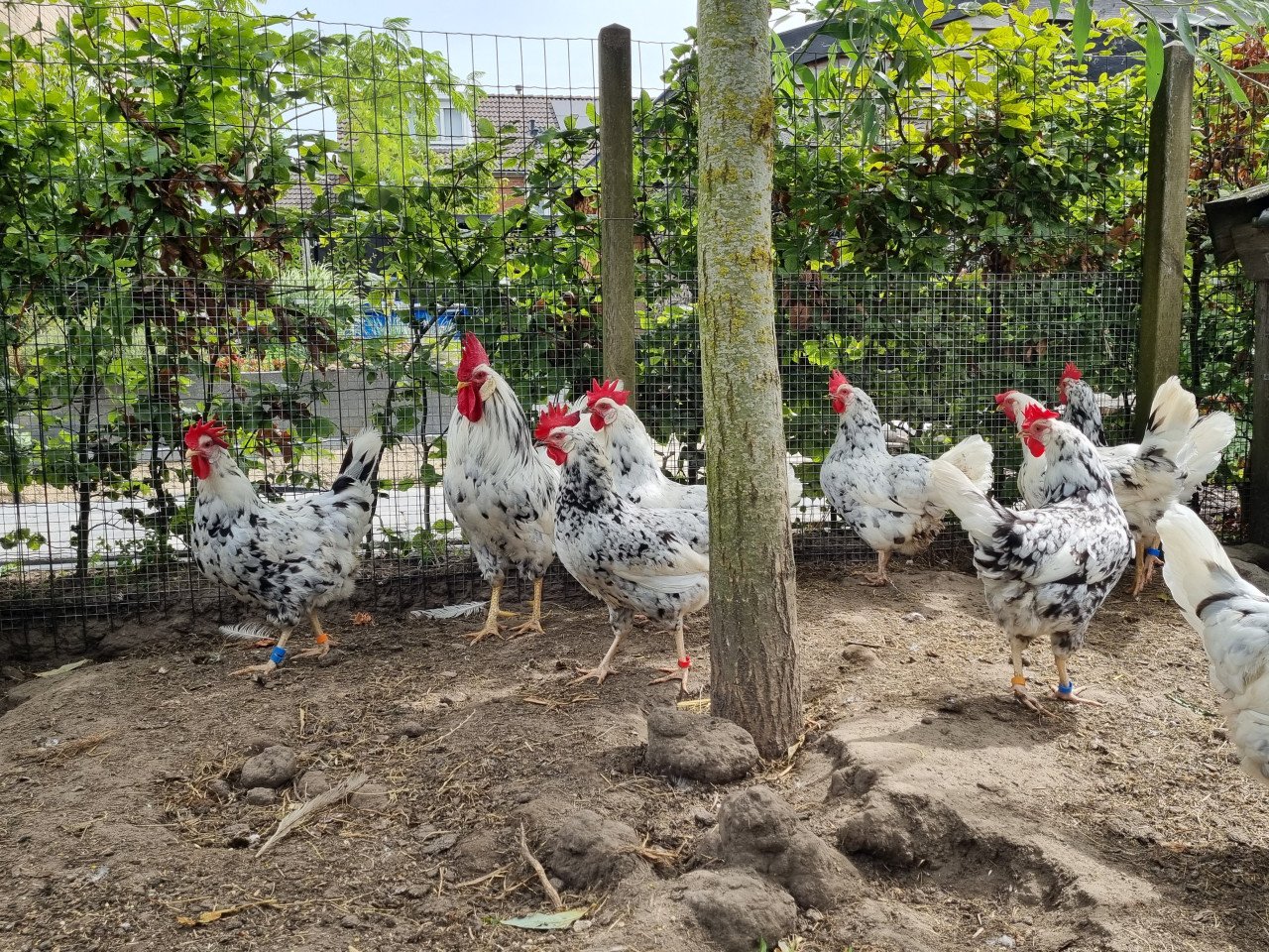 Bonte leghorns