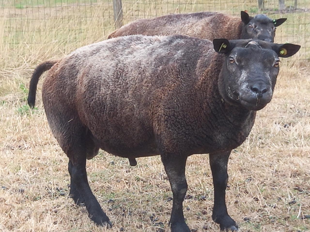 Blauwe texelaar ram