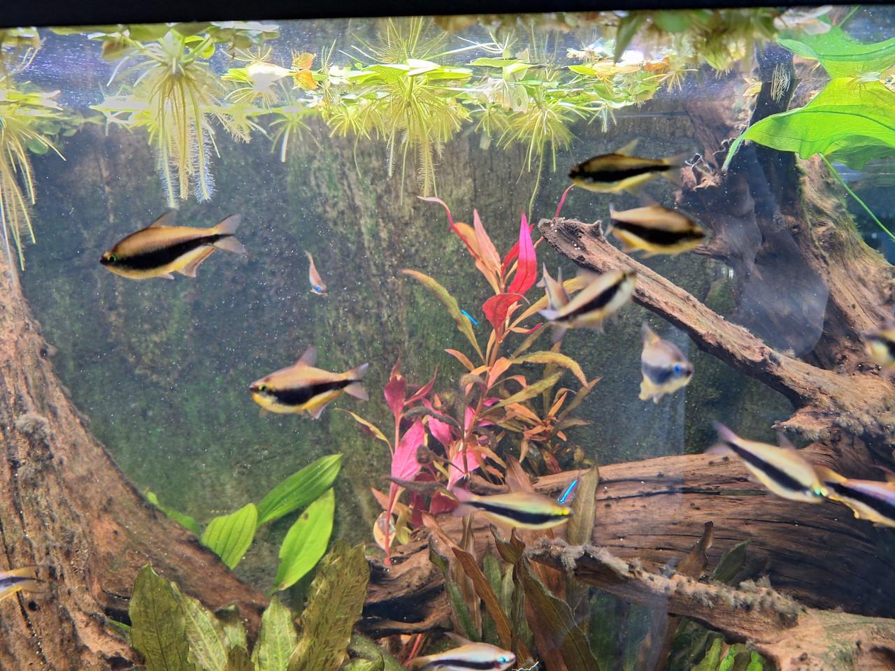 5 keizertetras te koop