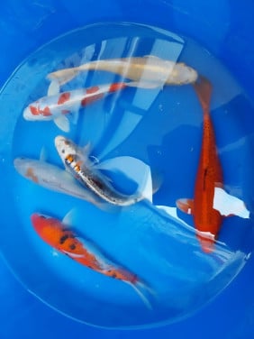 Mooie koi