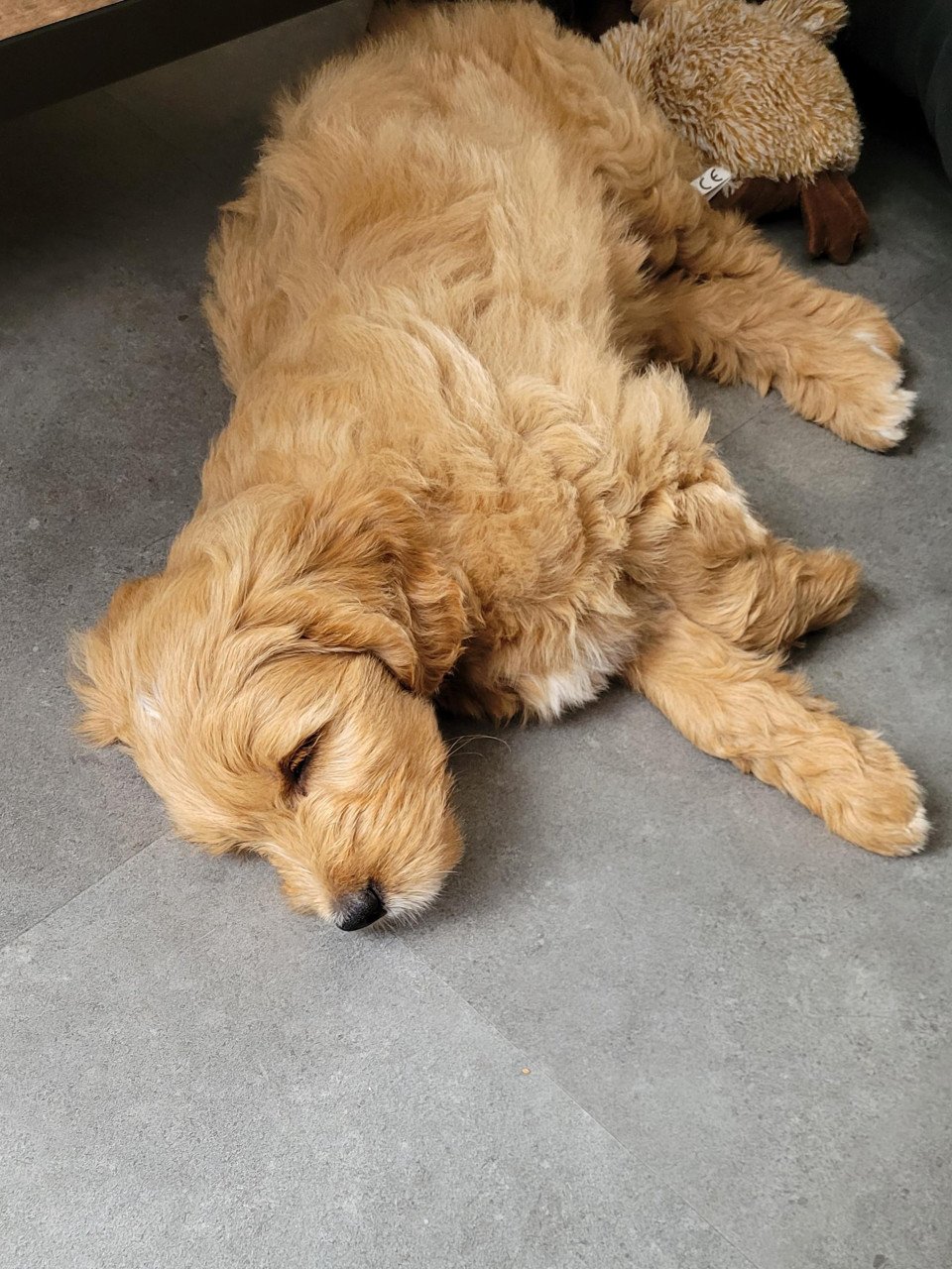 Golden Doodle pup