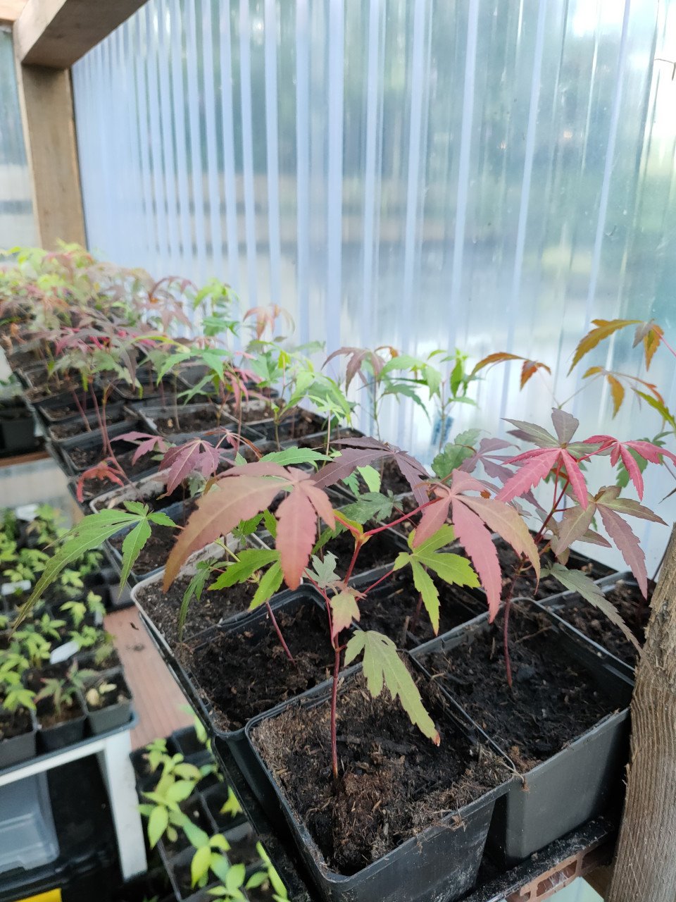 Japanse esdoorn, Acer palmatum boompjes