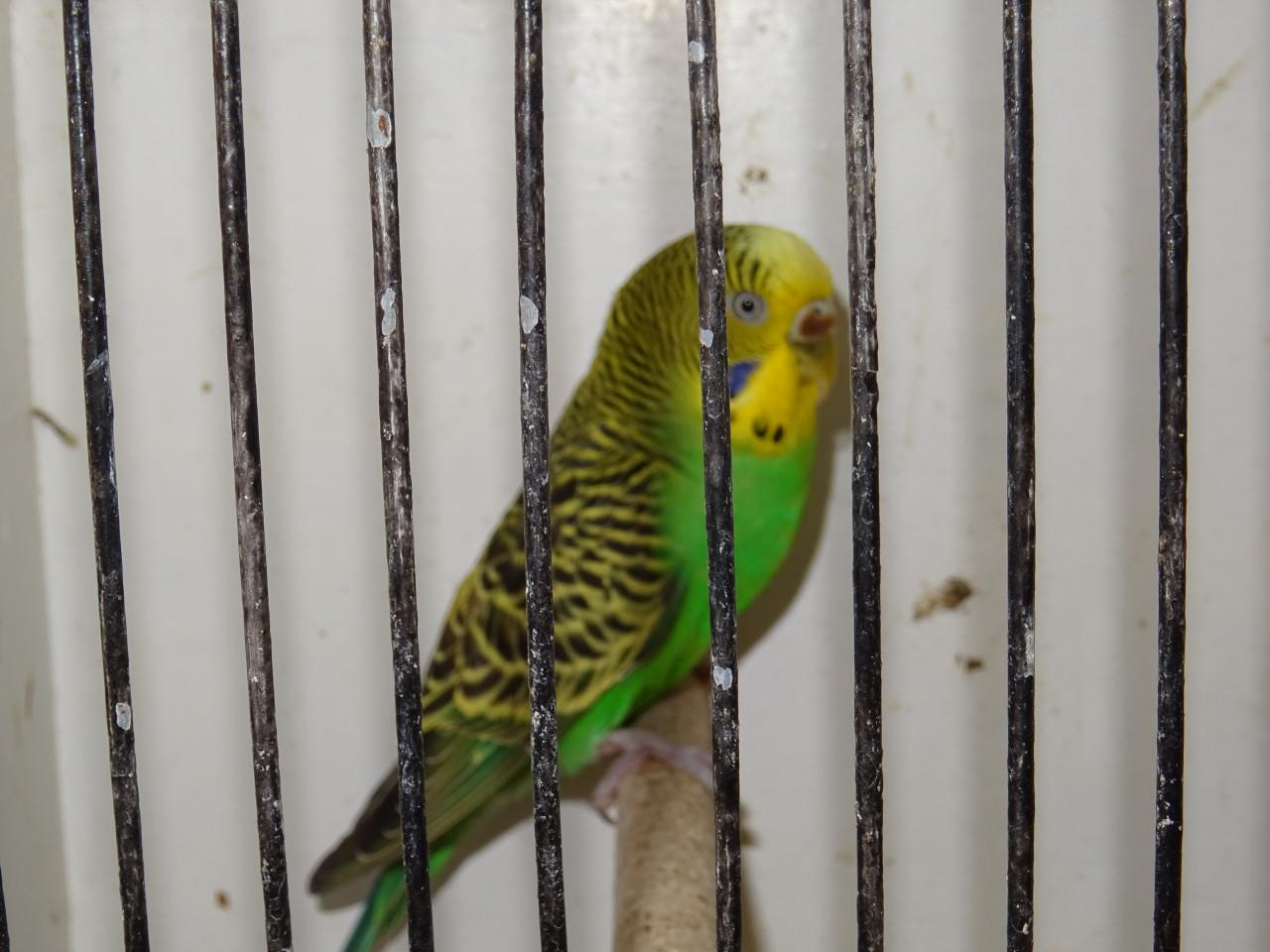 Te koop enkele mooie grasparkieten broedrijp