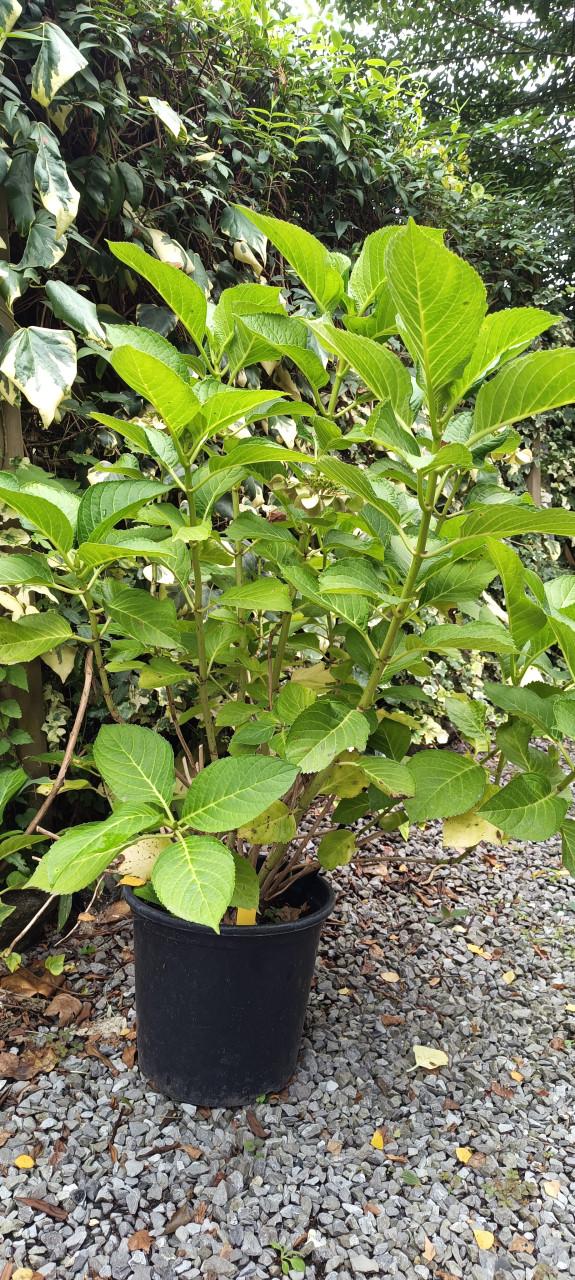 Mooie grote Hortensia's aangeboden in pot !  ++ TIP ++