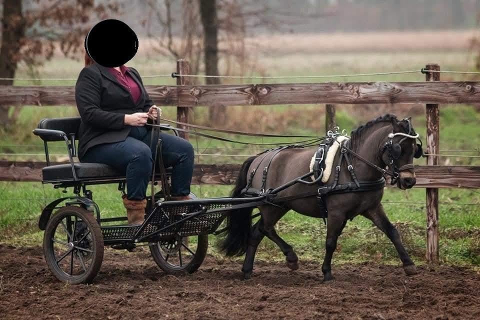 NMPRS Minipaard / miniatuurpaard hengst