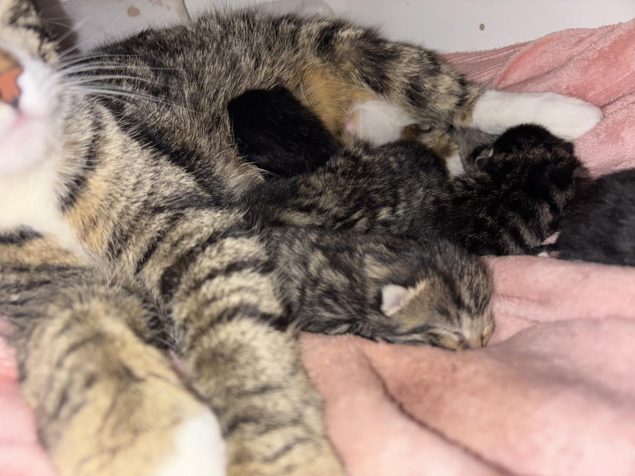Kittens zoeken gouden mandje 🤩❤️😸