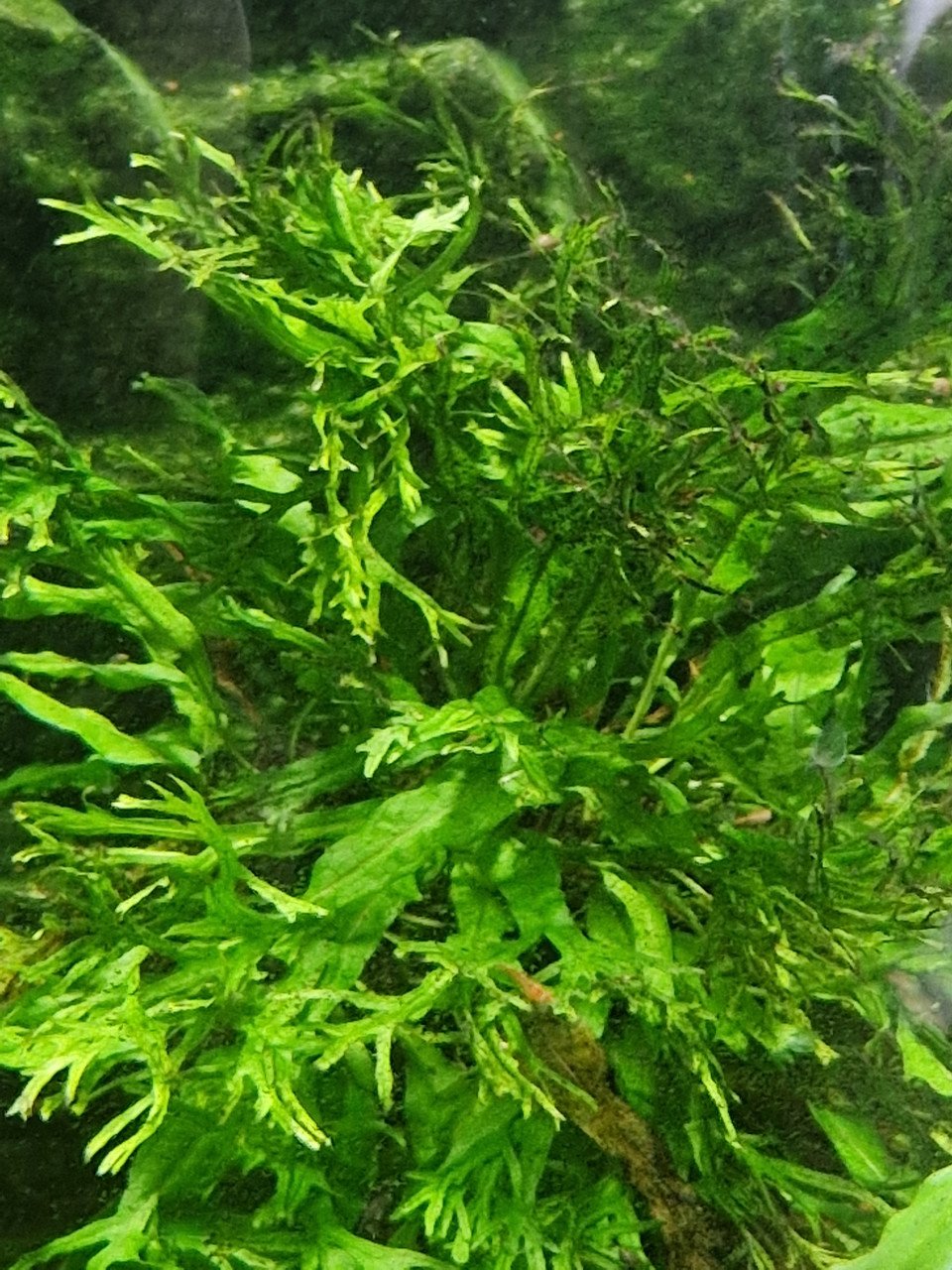 Tetra aqua art 60 liter met garnalen en planten en guppen.