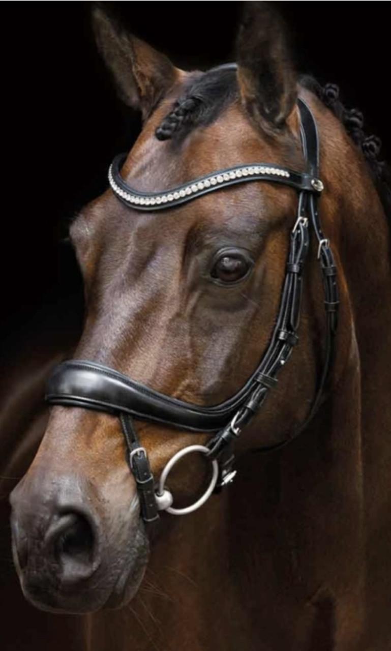 Schockemohle Equitus Beta hoofdstel