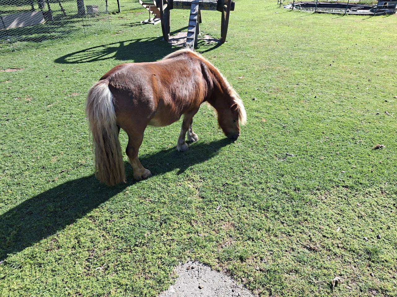 Shetlandpony (merrie)