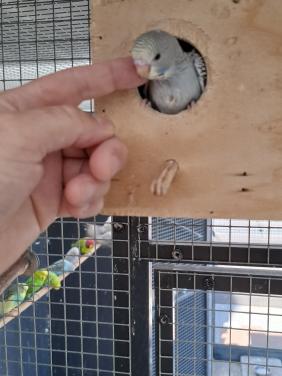 Tamme jonge grasparkietjes