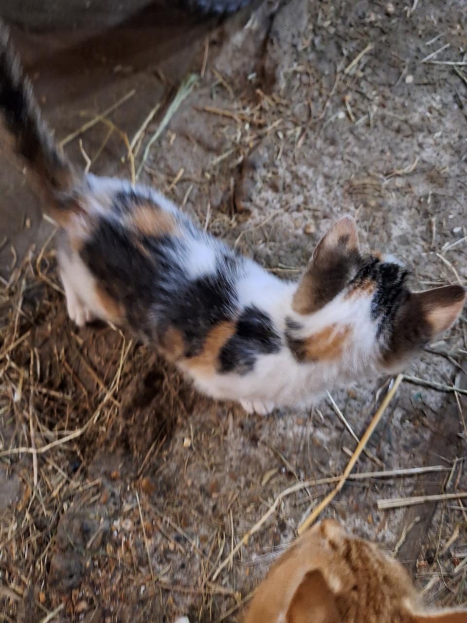 Lief aanhankelijk kitten