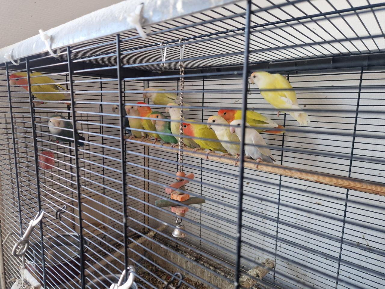 Te koop: Agapornis Roseicollis en Personatas in diverse kleuren.