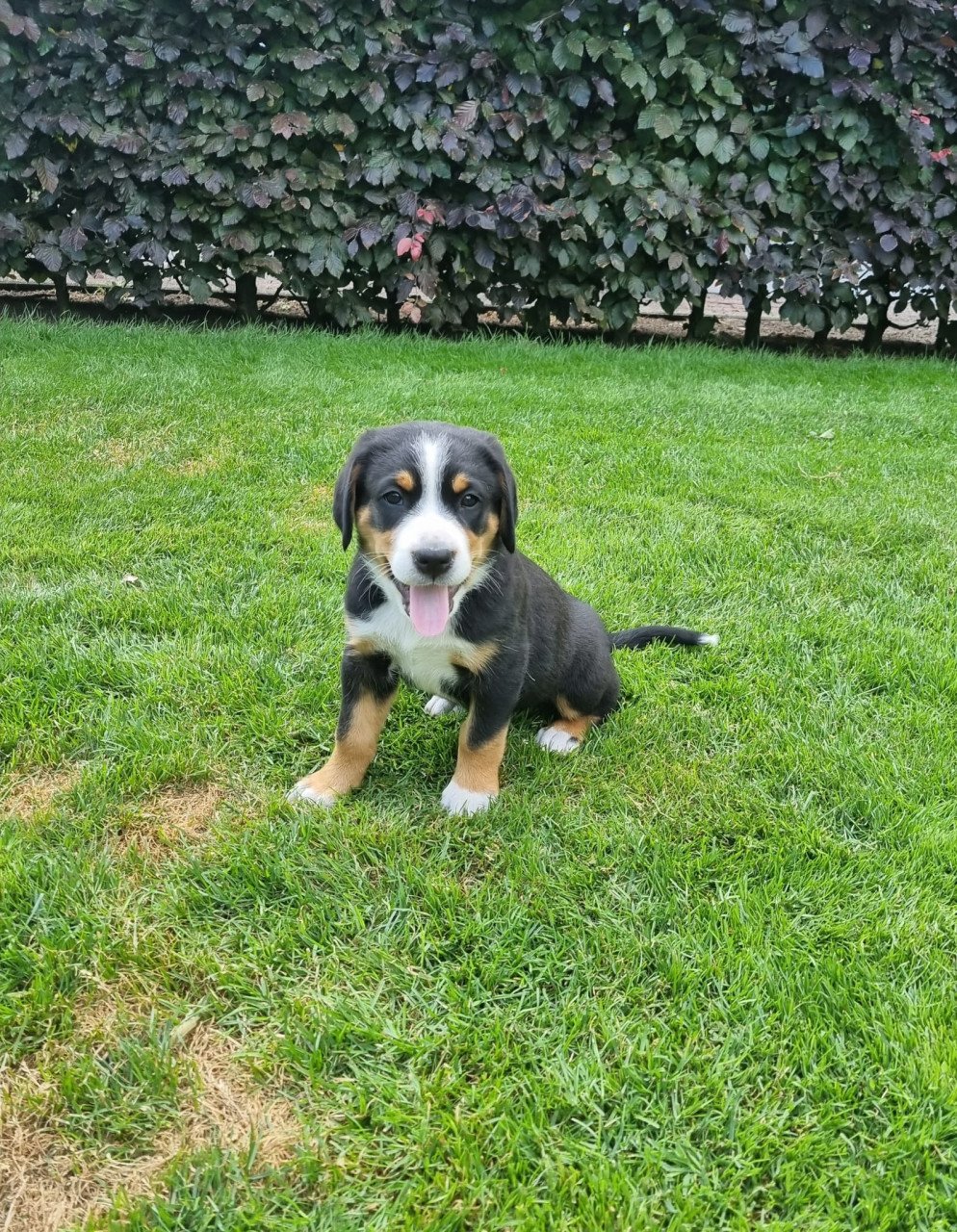 Zwitserse Sennen x Sint Bernard pups