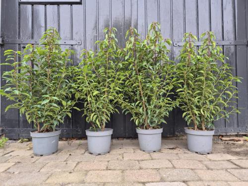 Portugese laurier tot ca. 90 cm potgekweekt