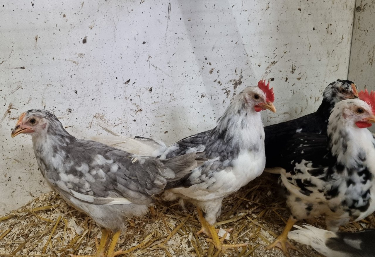 Bonte leghorns