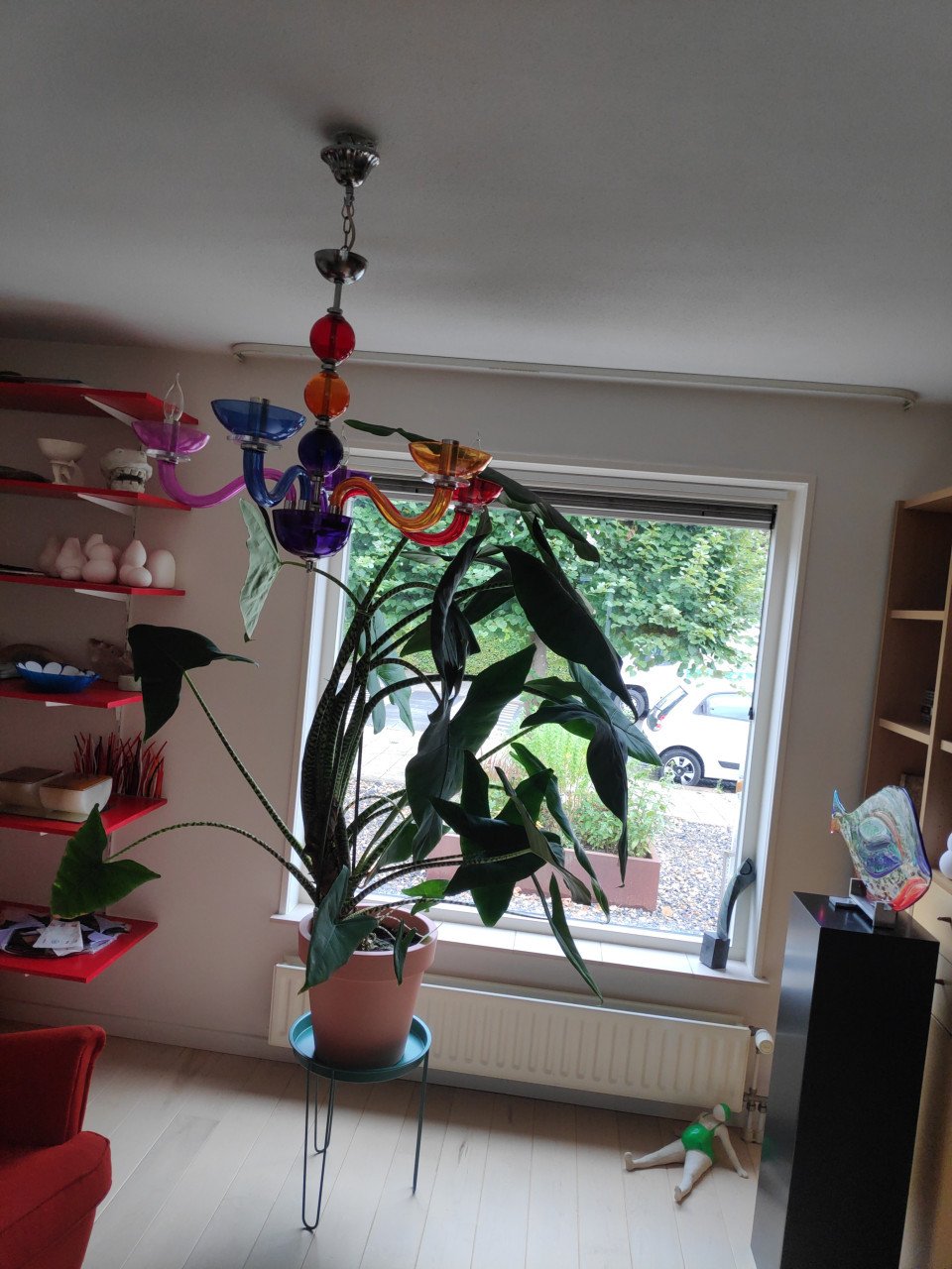 Grote kamerplant