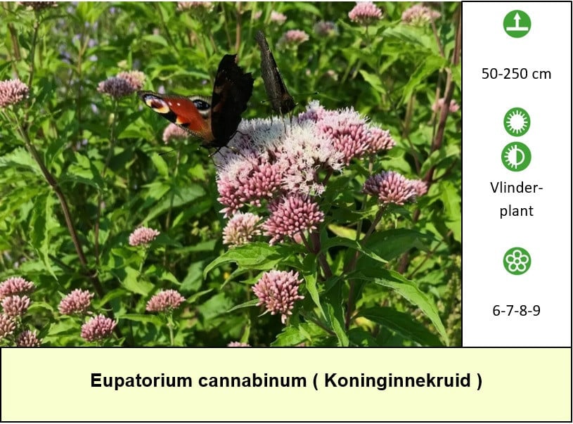 Weer volop aanbod in ons plantenkraampje ! Vaste planten voor €1,25 p/st.