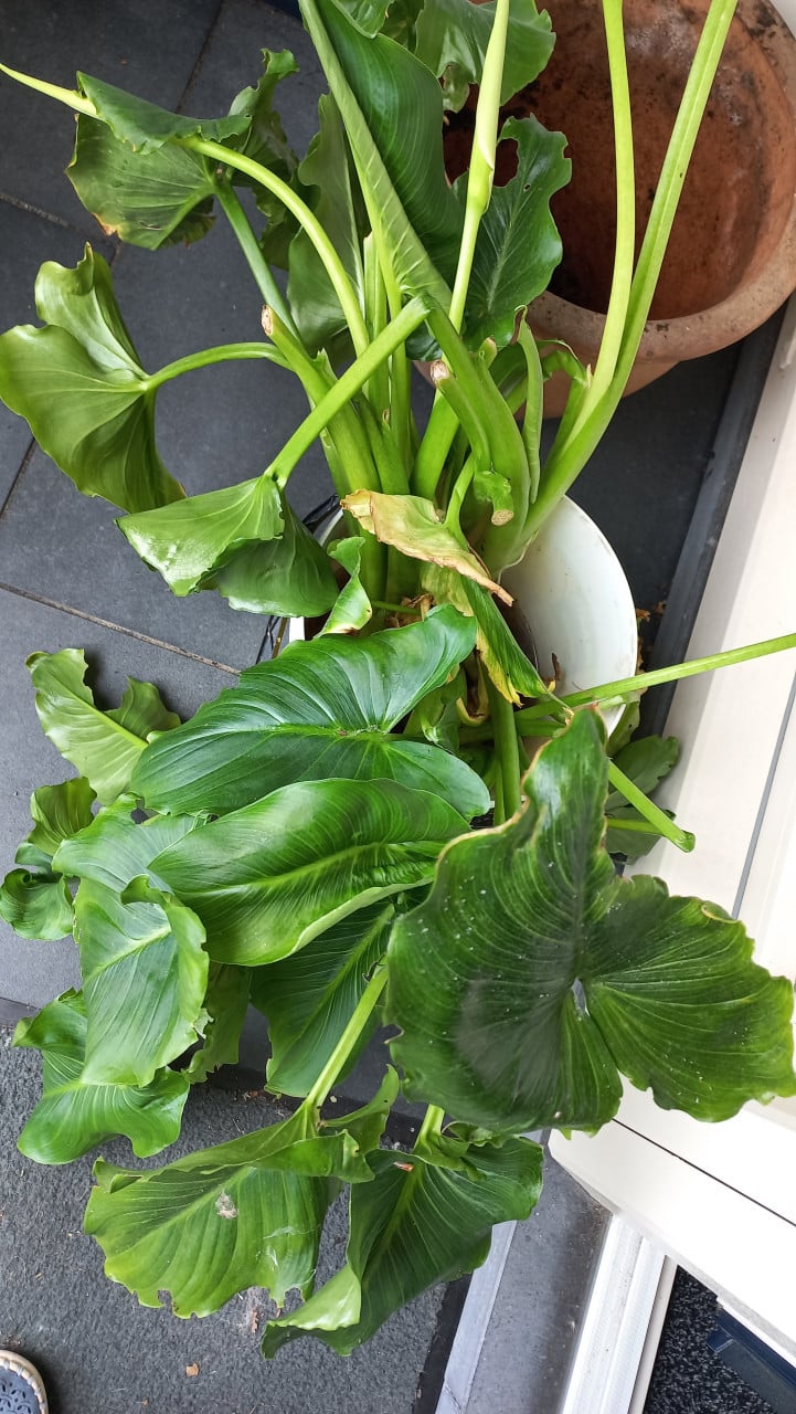 Witte aronskelk stekken