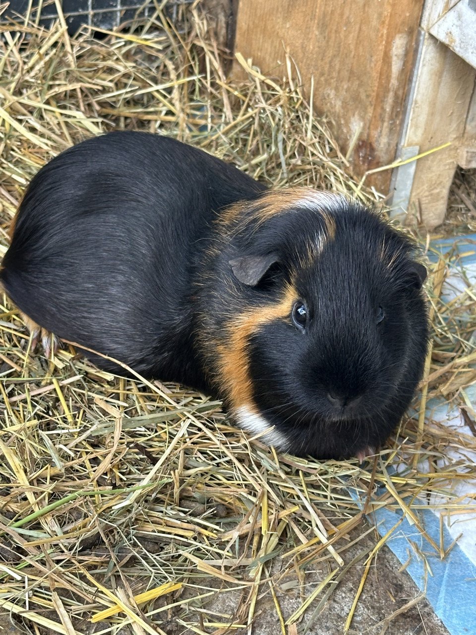 Cavia’ s