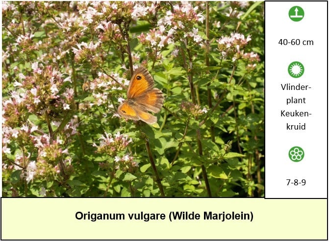 Opzoek naar  vlindertoppers ?  Slechts €1,25 p/st in het plantenkraampje