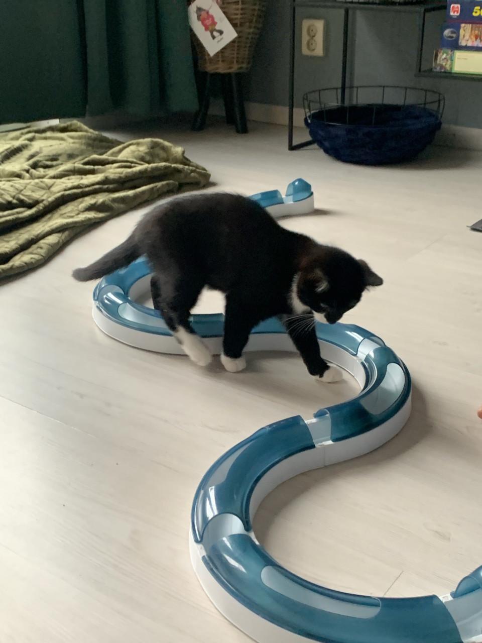 Speelbaan Circuit Kat