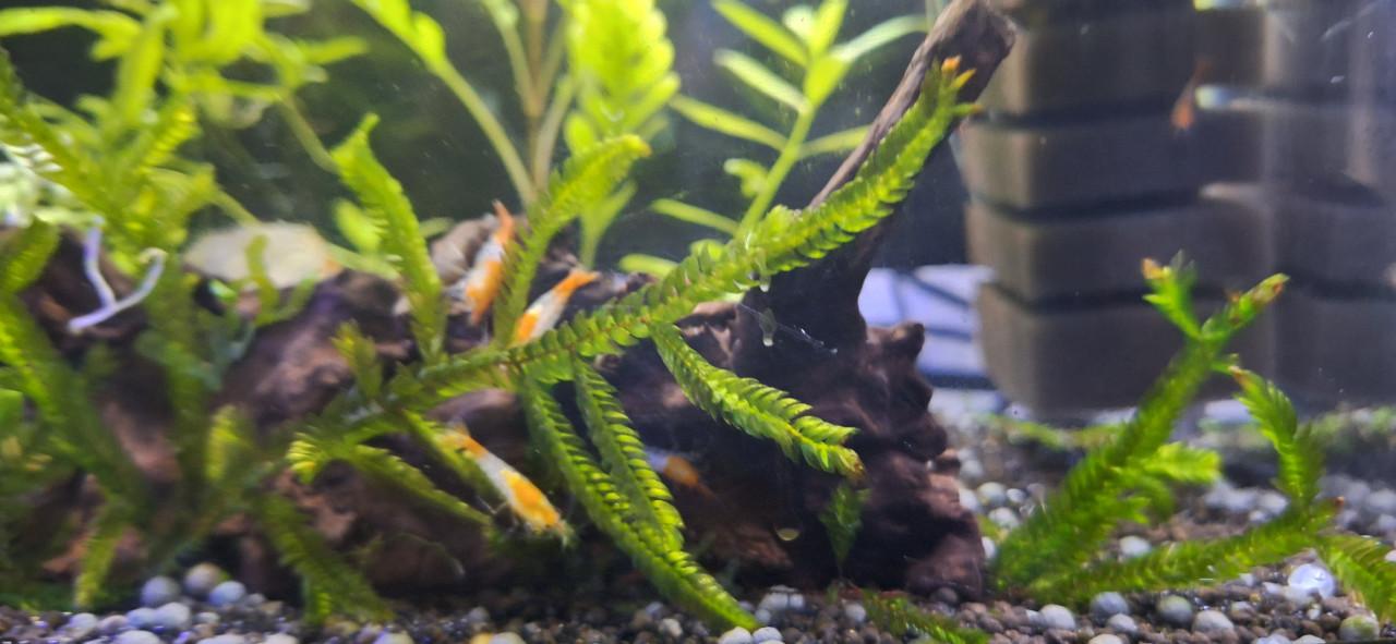 Oranje rili garnalen