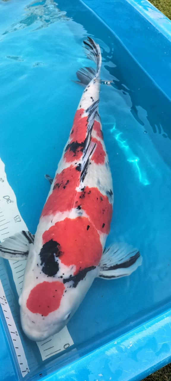 Sanke 65 cm
