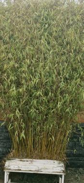 Bamboe voor in de volière