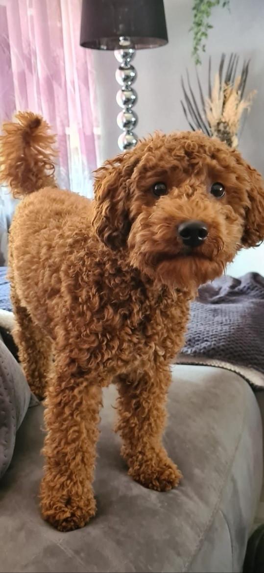 Ter overname zeer lief dwergpoedel reutje