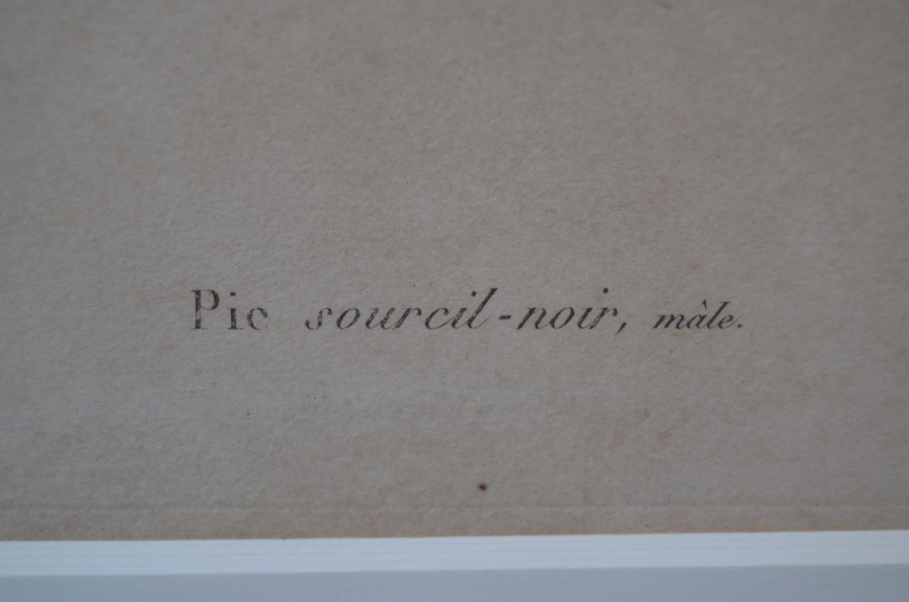 Gravure 19e eeuws van een specht, wel mooi eigenlijk