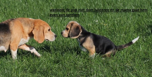 Beagle pups