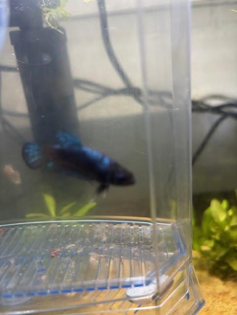 Siamese kempvissen  beta