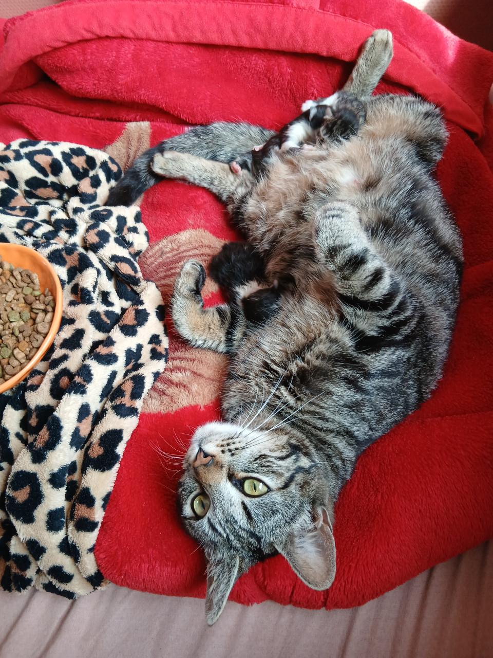 Kittens