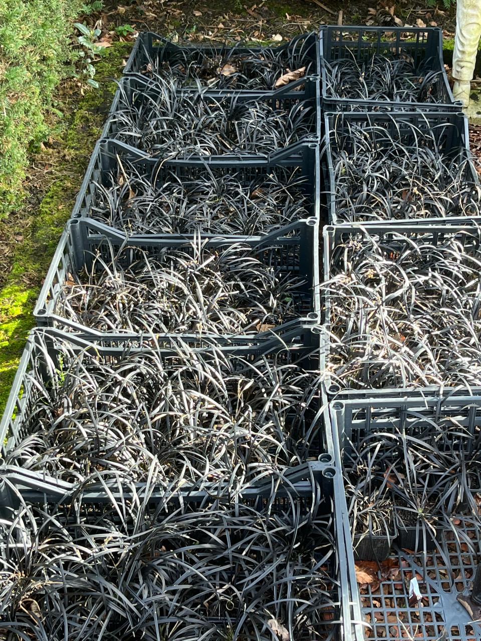 Siergrassen te koop – Carex Irish Green / Slangenbaard / Carex Goldband